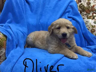 Golden Retriever dogs Golden Retriever Puppy 2 - Ad 4