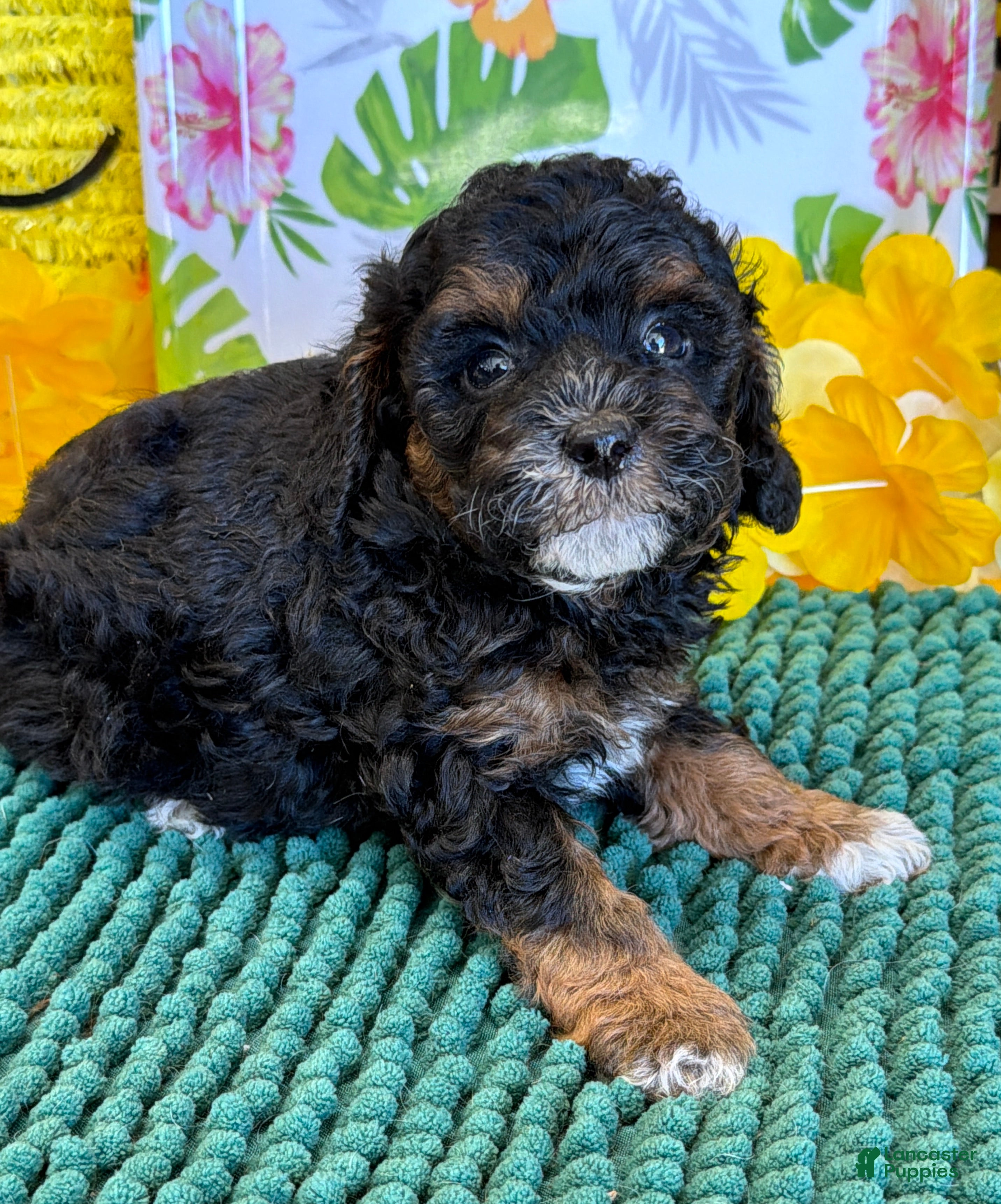 Cockapoo dogs Cooper - Ad 26