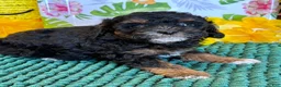 Cockapoo dogs for sale: Cooper - Ad 1