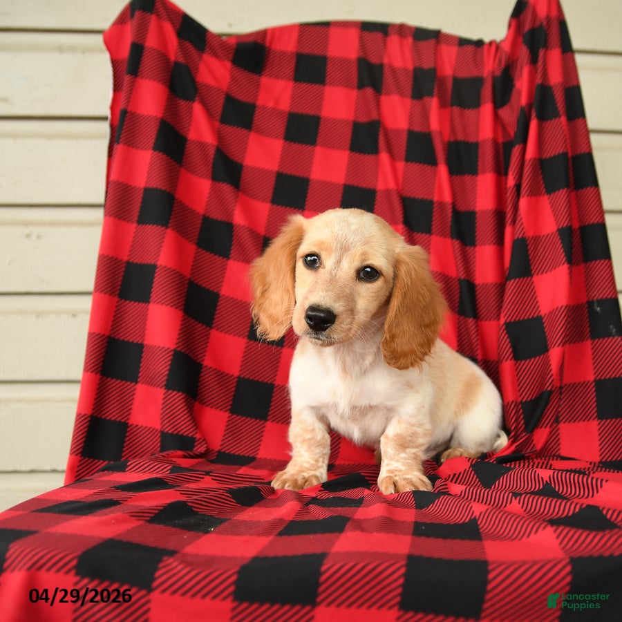 Dachshund dogs Frisky - Ad 1
