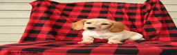 Dachshund dogs for sale: Frisky - Ad 1