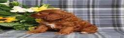 Cavapoo dogs for sale: BJ's Unicorn - Ad 6