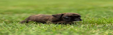 Lisa Boxer Puppy 