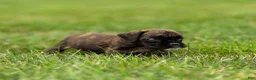 Boxer dogs for sale: Lisa Boxer Puppy  - Ad 1