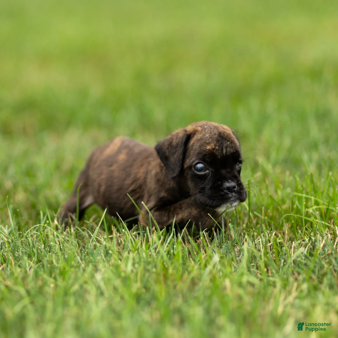 Boxer dogs for sale: Lisa Boxer Puppy  - Ad 1