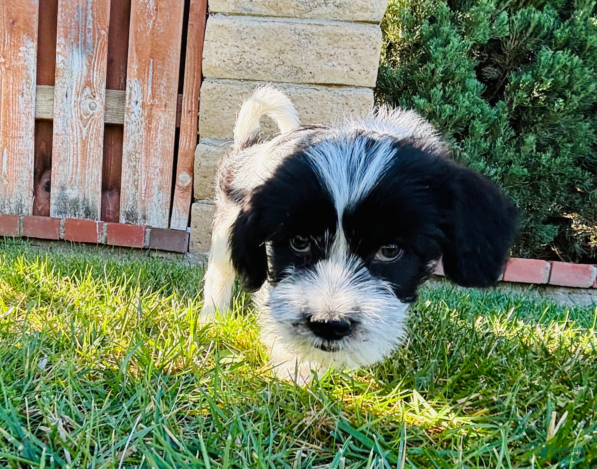 Mixed Breed dogs for sale: 🐶Teddy Bear Red❤️ - Ad 2