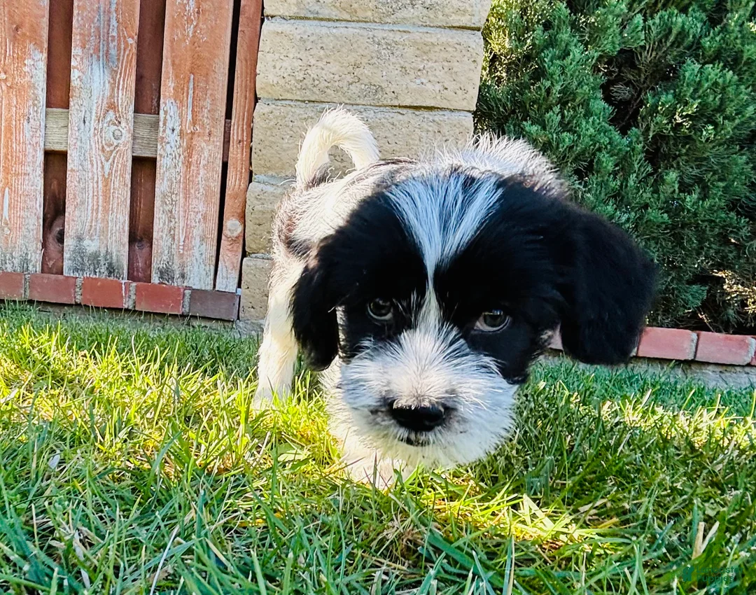 Mixed Breed dogs for sale: 🐶Teddy Bear Red❤️ - Ad 2