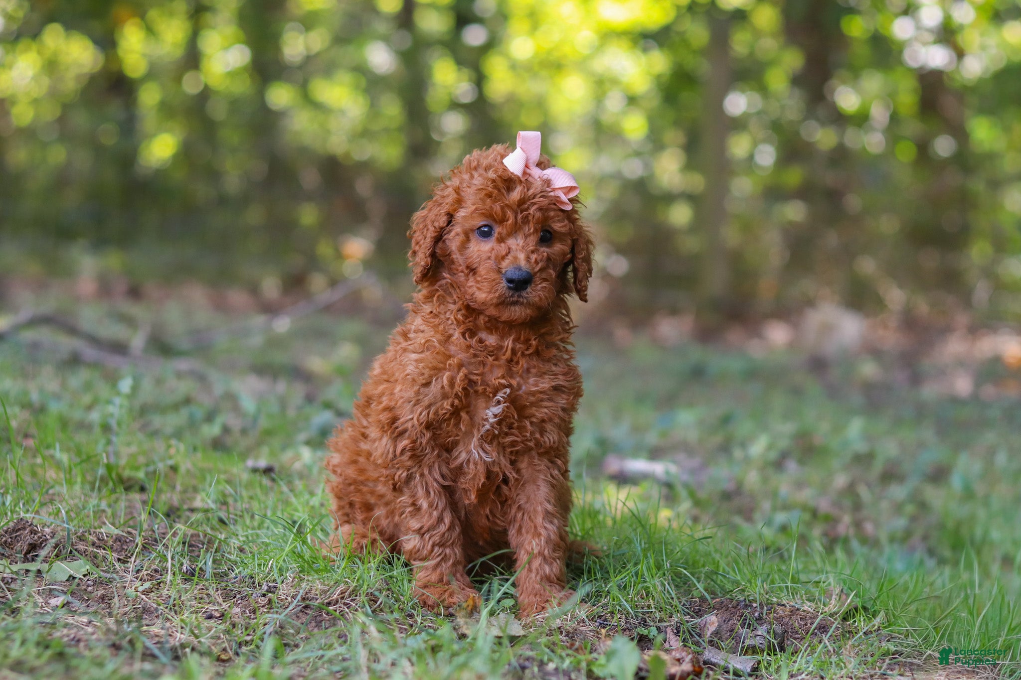 Goldendoodle dogs Allie - Ad 1