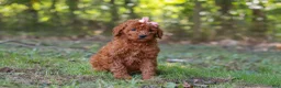 Goldendoodle dogs for sale: Allie - Ad 1