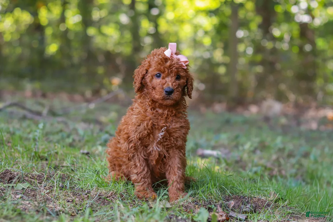 Goldendoodle dogs for sale: Allie - Ad 1