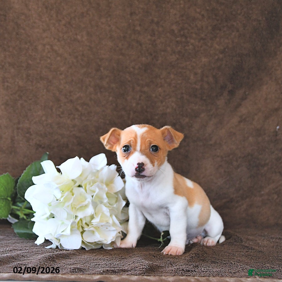 Jack Russell Terrier dogs Milo - Ad 13