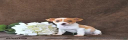 Jack Russell Terrier dogs for sale: Milo - Ad 1