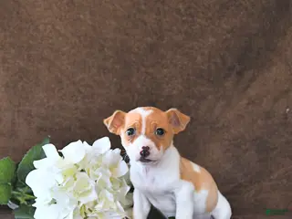 Jack Russell Terrier dogs Milo - Ad 8