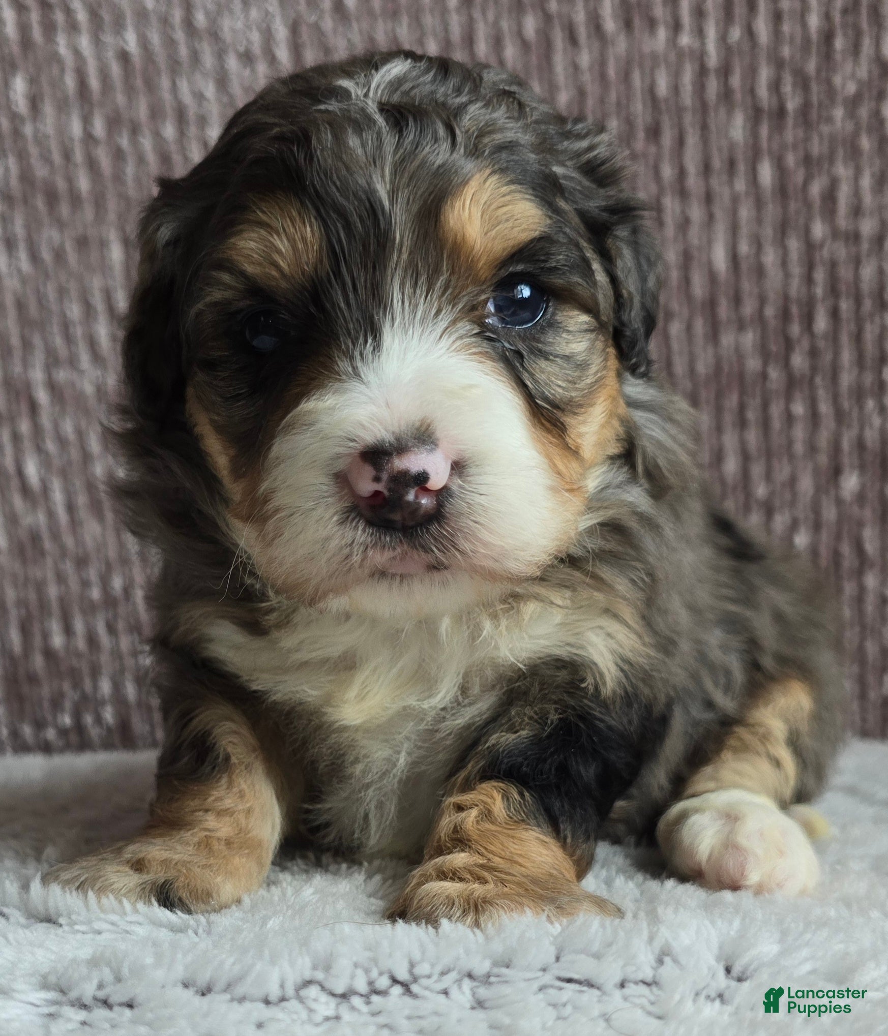 Mini Bernedoodle dogs Mini Bella - Ad 3