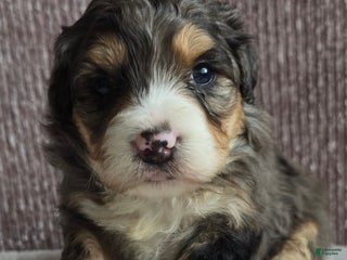 Mini Bernedoodle dogs Mini Bella - Ad 3