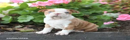 Boston Terrier dogs for sale: Lucky - Ad 4