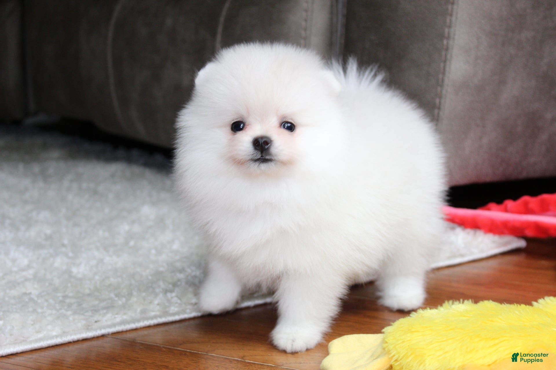 Pomeranian dogs Elliot - Ad 2