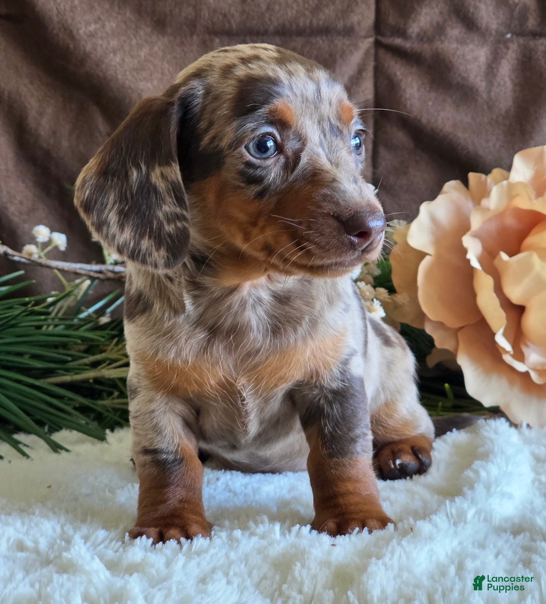 Miniature Dachshund dogs for sale: Shari - Ad 4