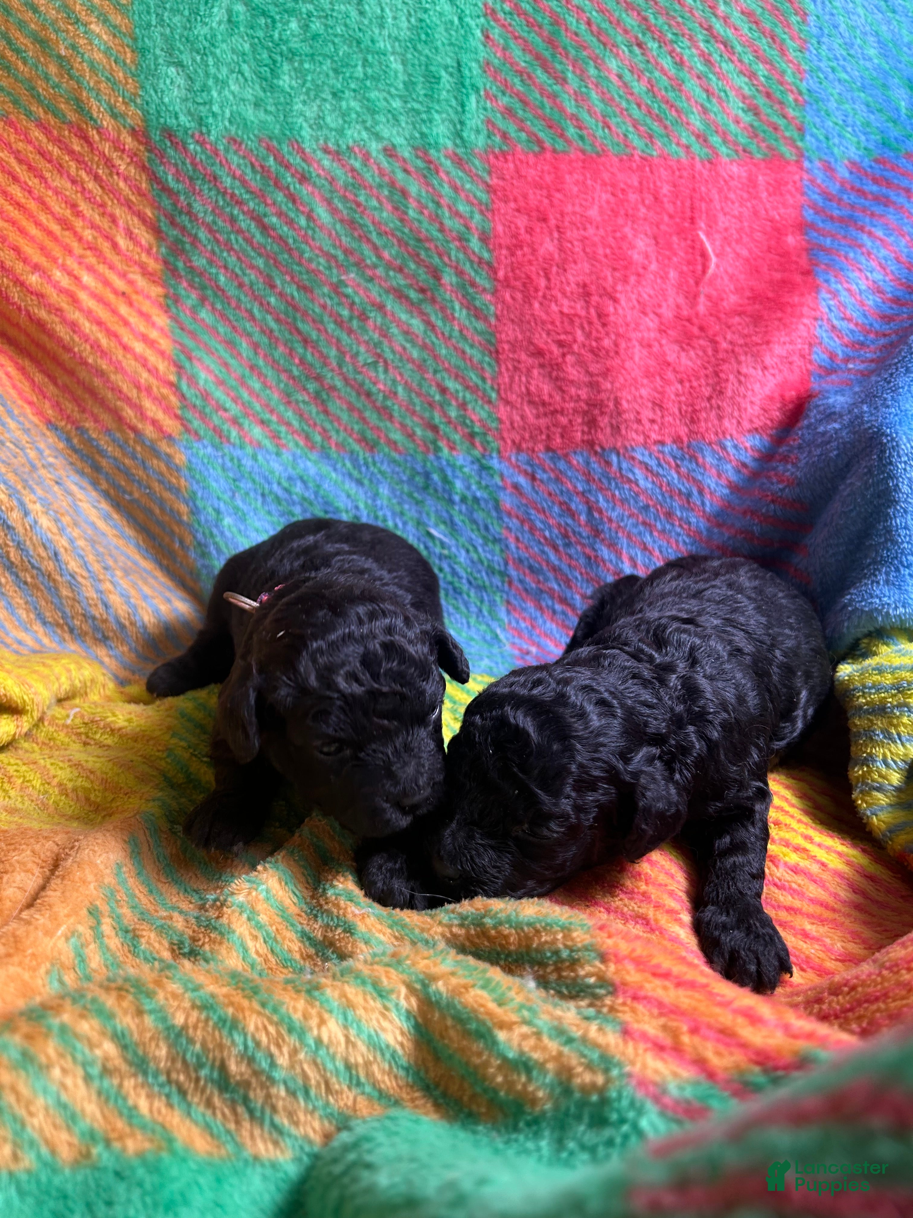Cavapoo dogs for sale: Stormy - Ad 4