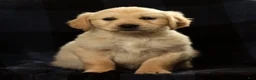 Golden Retriever dogs for sale: Spencer - Ad 1