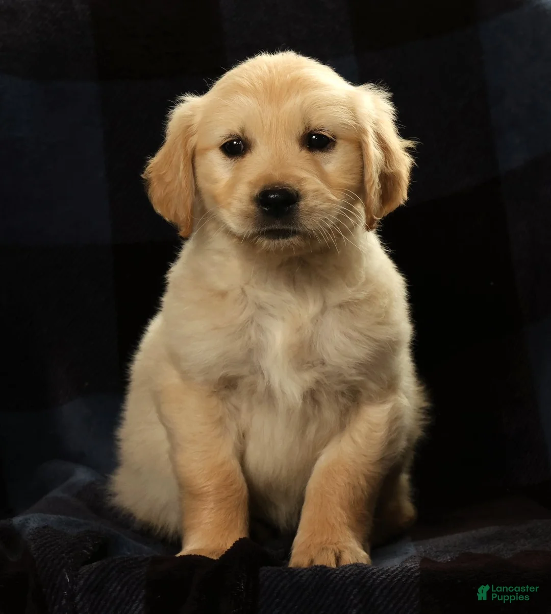 Golden Retriever dogs for sale: Spencer - Ad 1