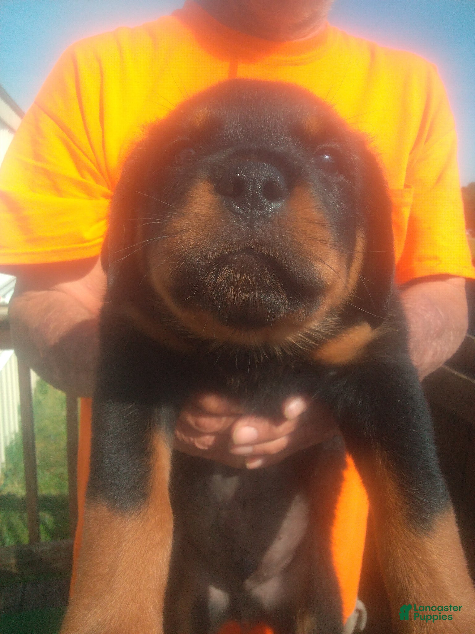 Rottweiler dogs Rottweiler Puppy 1 - Ad 33