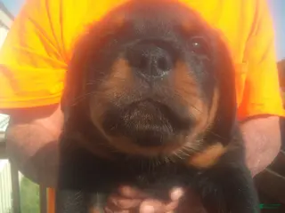 Rottweiler dogs Rottweiler Puppy 1 - Ad 13