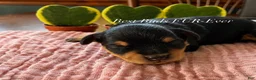Miniature Schnauzer dogs for sale: Miniature Schnauzer 3 - Ad 1