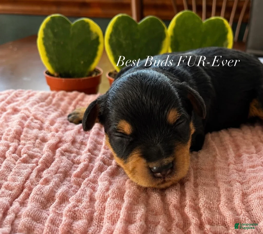 Miniature Schnauzer dogs for sale: Miniature Schnauzer 3 - Ad 1