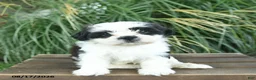Mixed Breed dogs for sale: Mittens  - Ad 4