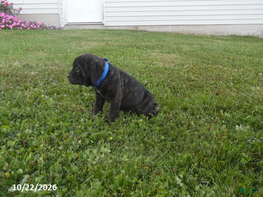 Cane Corso dogs for sale: Ashley - Ad 3