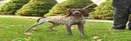 German Shorthaired Pointer dogs for sale: Candy - Ad 11