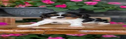 Cavalier King Charles Spaniel dogs for sale: Luna - Ad 10