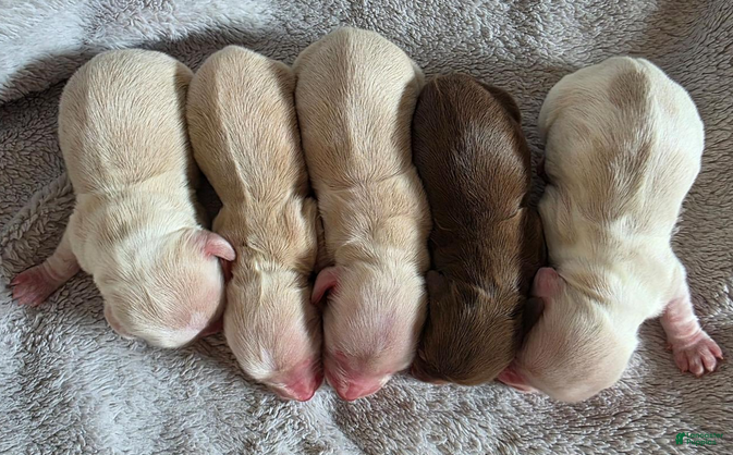 Dachshund dogs Baby boy teal heart - Ad 2