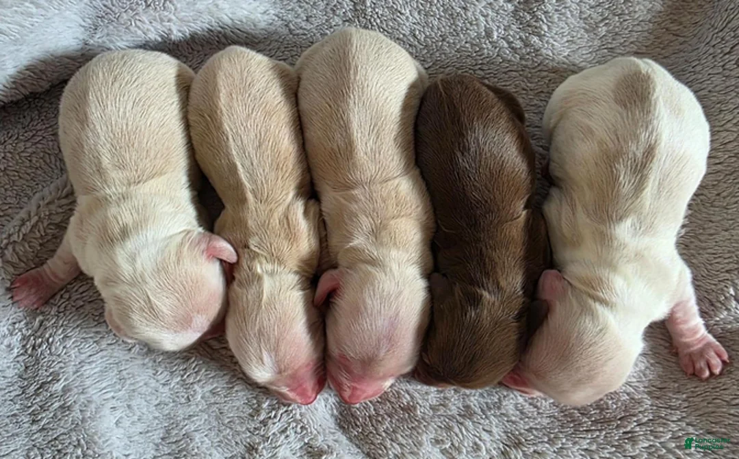 Dachshund dogs for sale: Baby boy teal heart - Ad 2