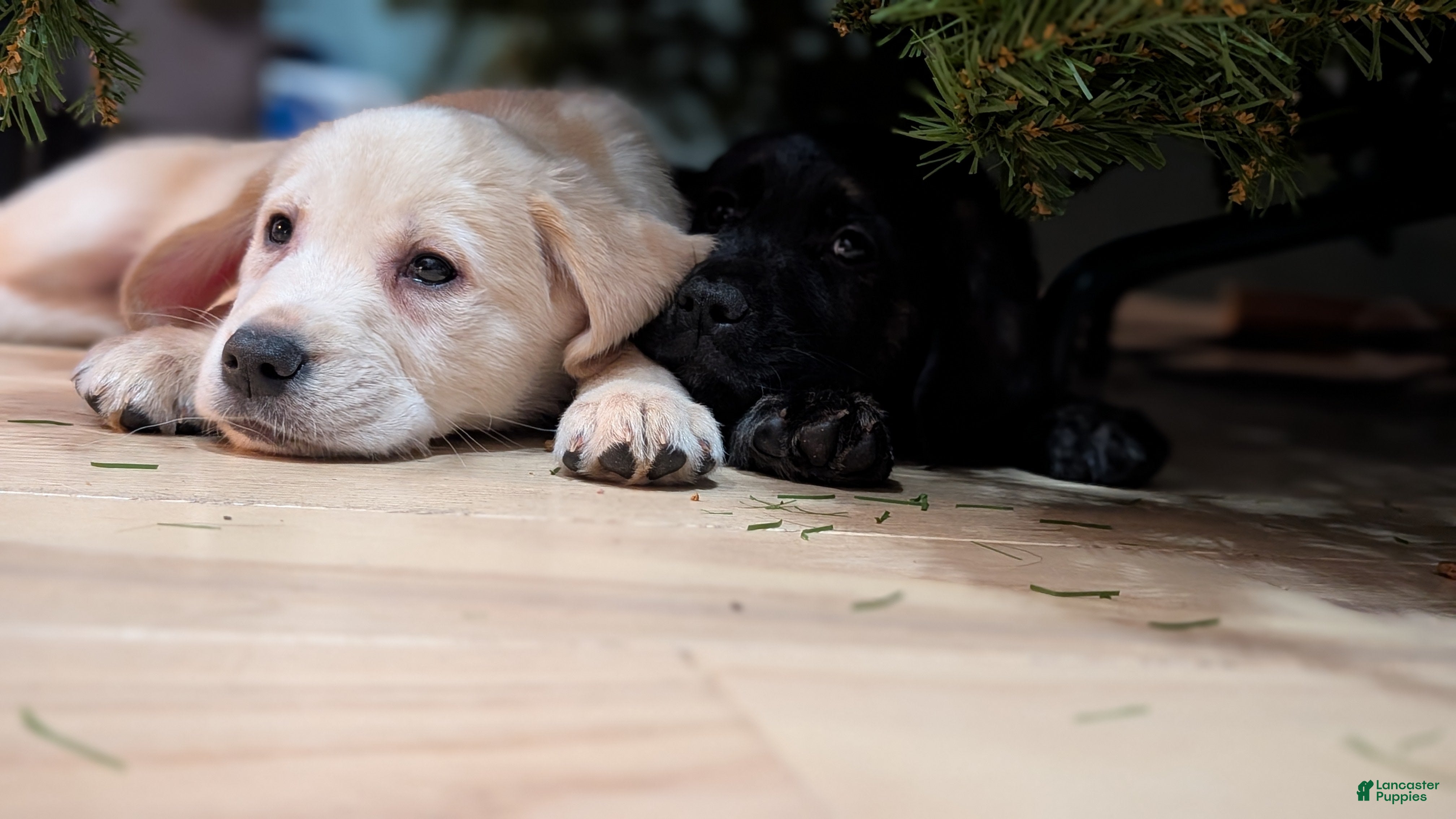 Mixed Breed dogs Mixed Breed Puppy 3 - Ad 23