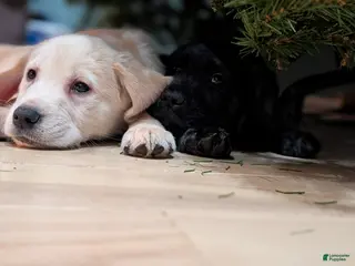 Mixed Breed dogs Mixed Breed Puppy 3 - Ad 23