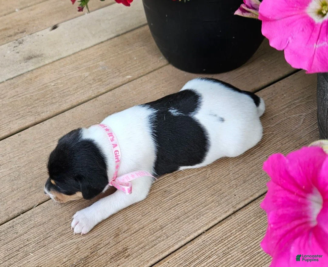 Rat Terrier dogs for sale: Lucy - Ad 2