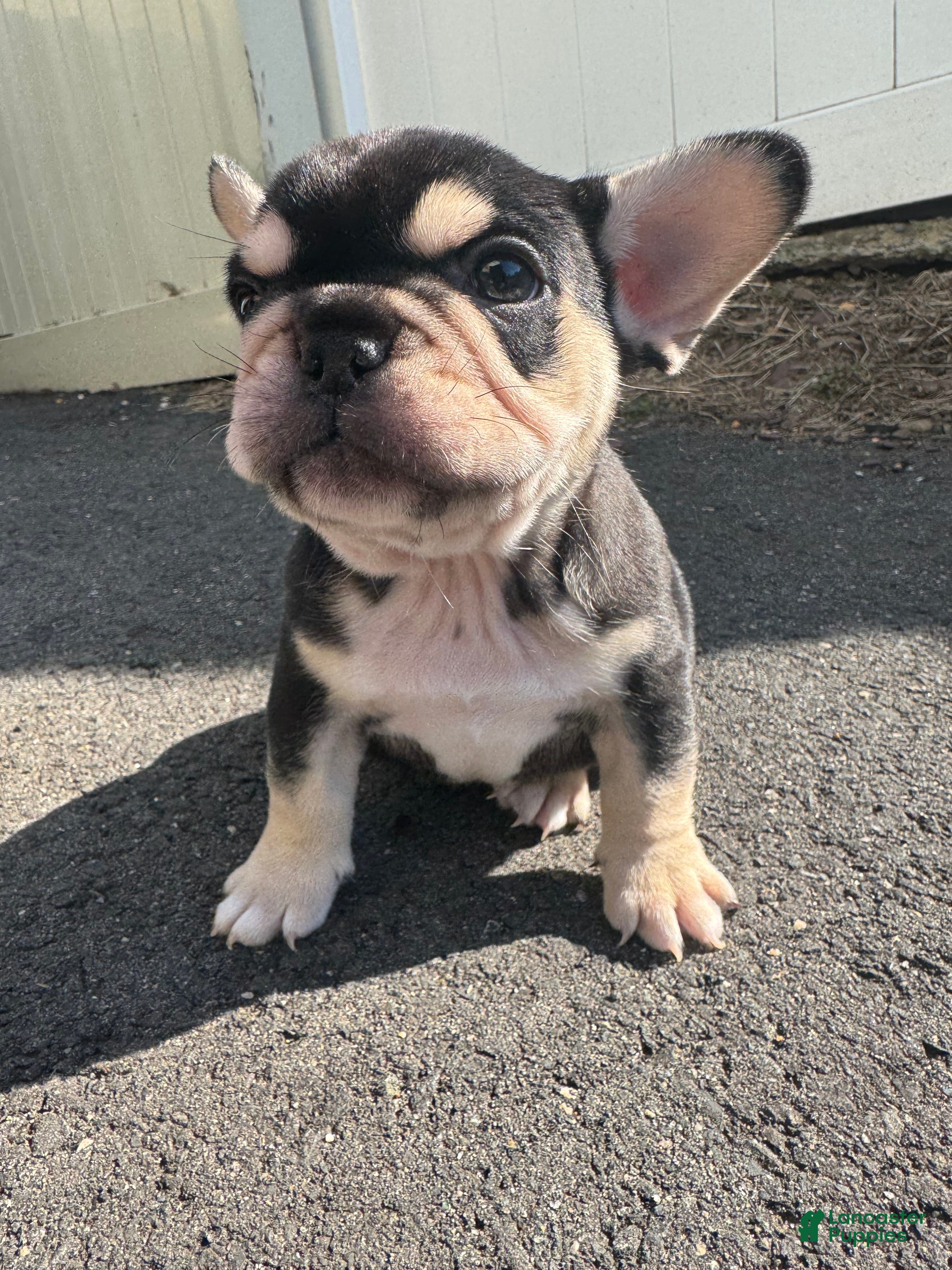French Bulldog dogs Mike - Ad 2