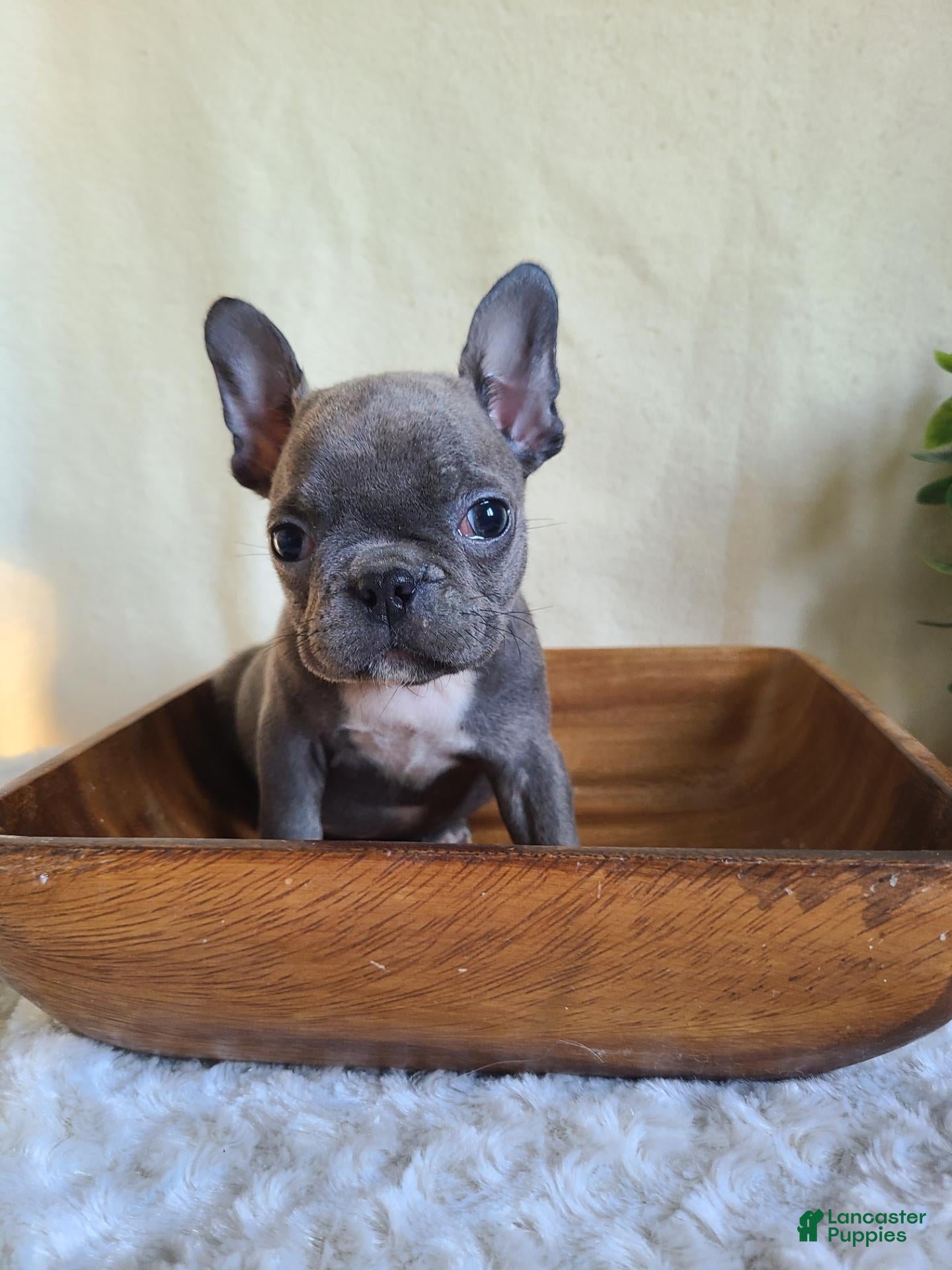 Frenchton dogs for sale: Jill - Ad 2