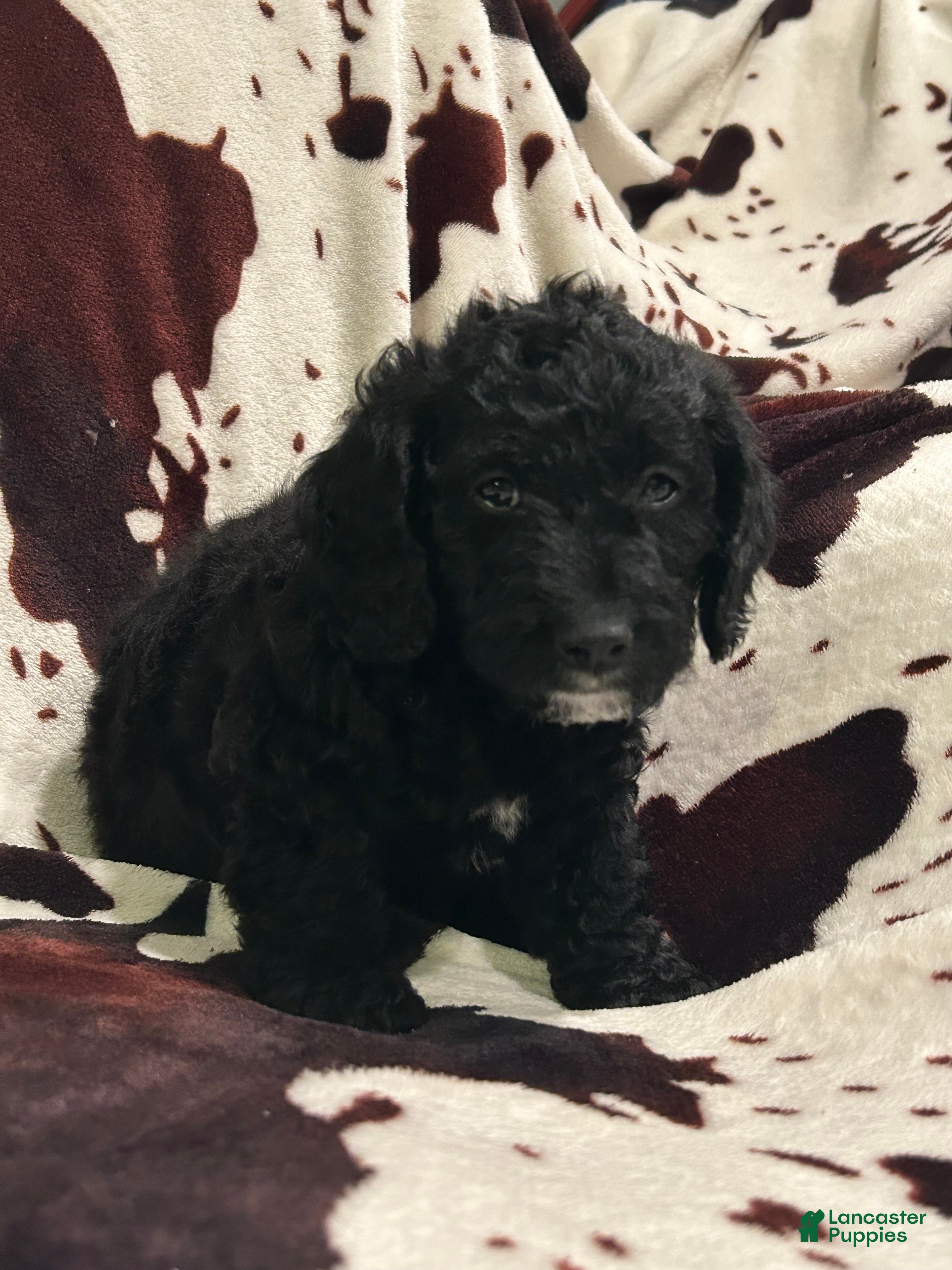 Labradoodle dogs Sailor - Ad 2