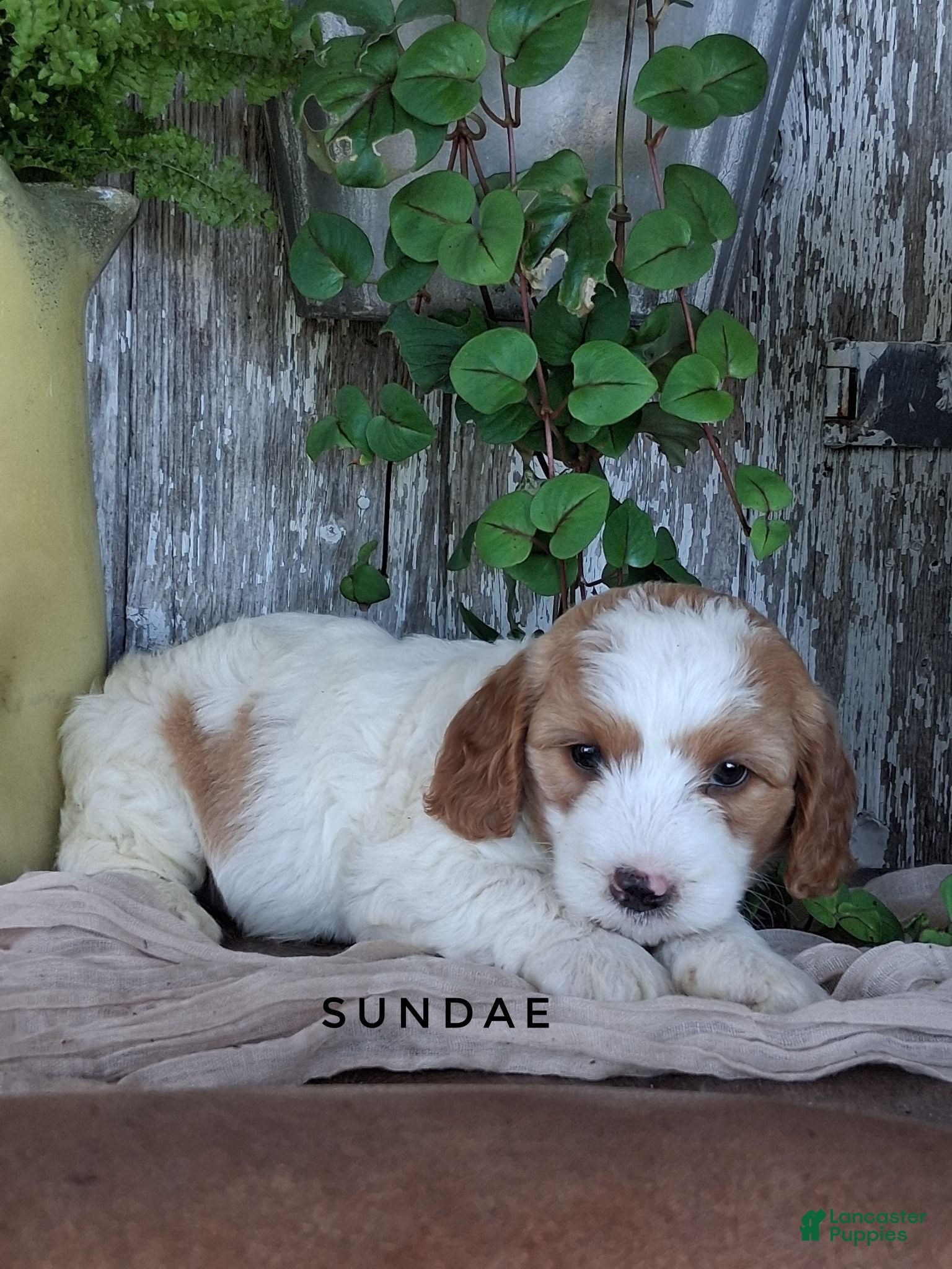 Cavapoo dogs Sundae - Ad 2
