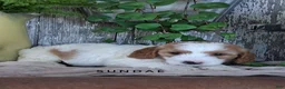 Cavapoo dogs for sale: Sundae - Ad 2