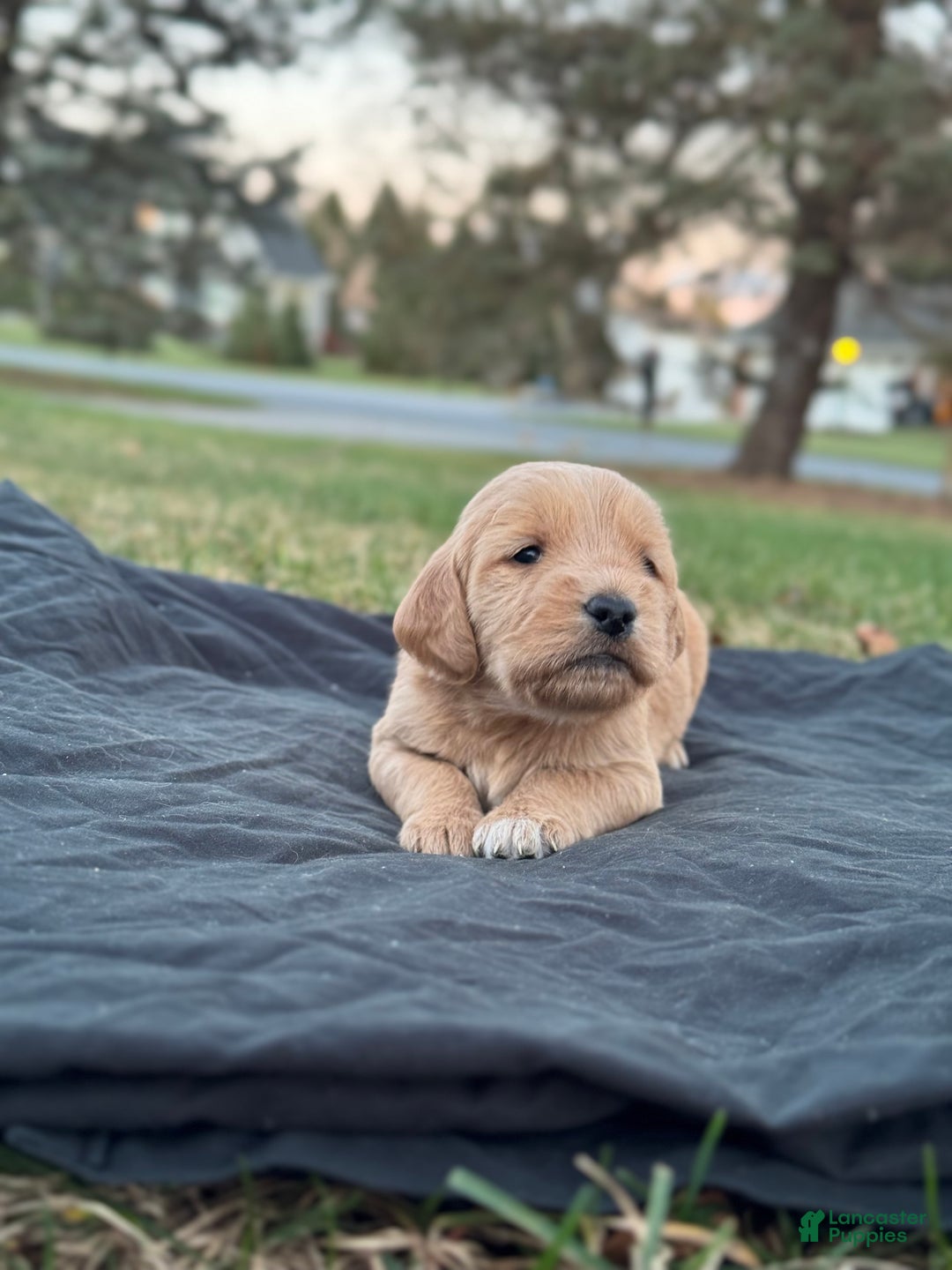 Mixed Breed dogs for sale: Casey - Ad 1