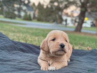 Mixed Breed dogs Casey - Ad 16