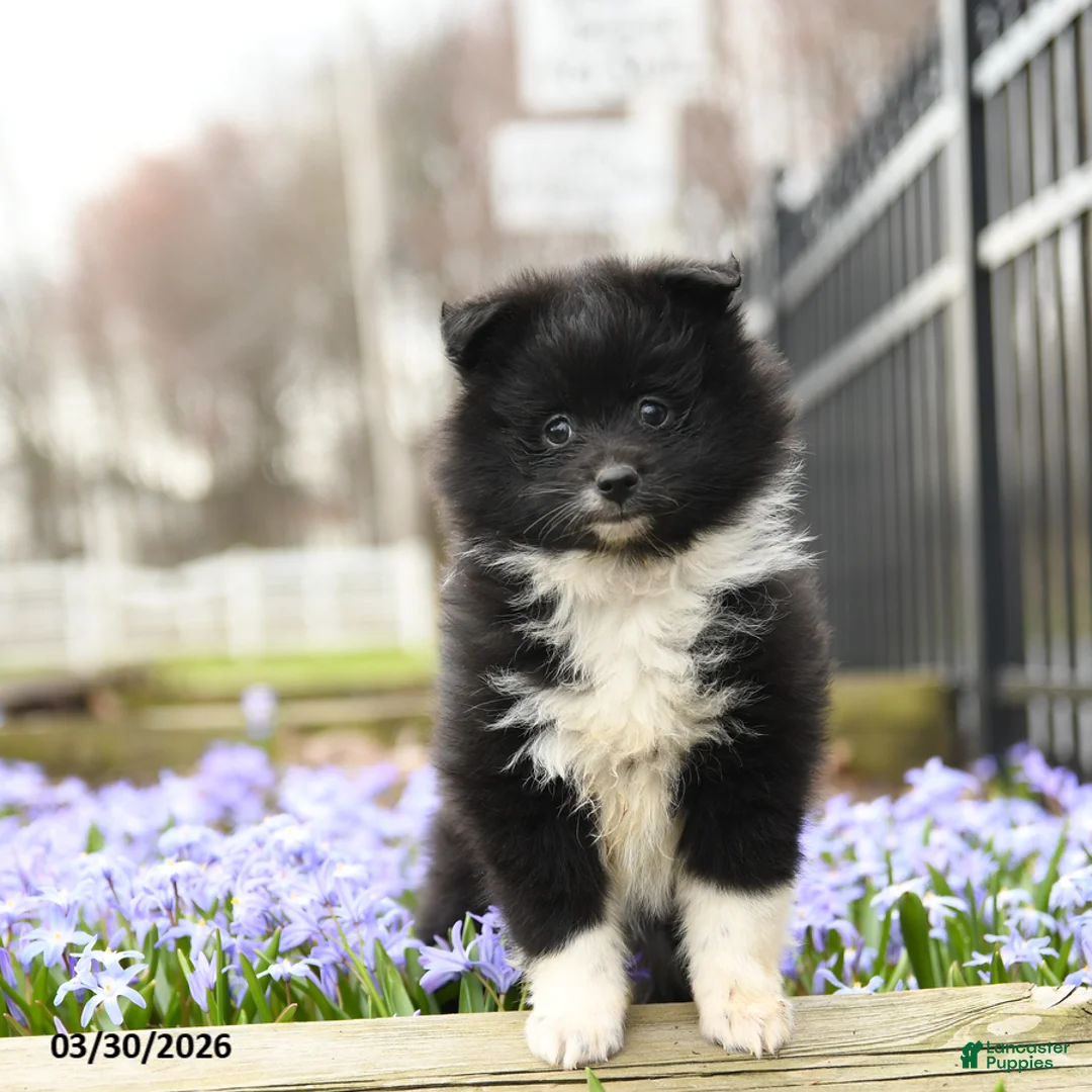 Pomeranian dogs for sale: Beauty - Ad 2