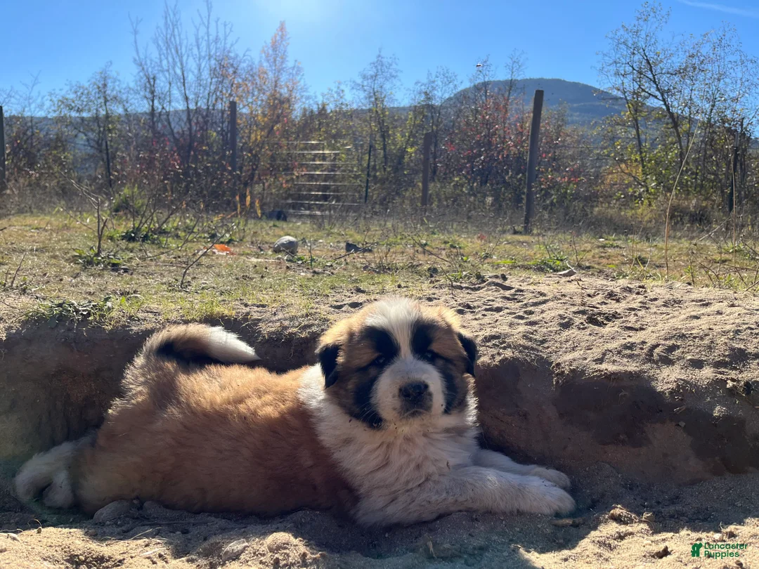 Mixed Breed dogs for sale: Po - Ad 1