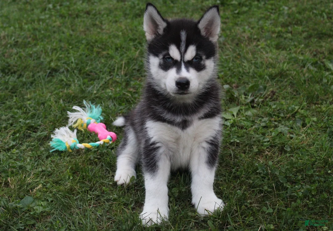 Siberian Husky dogs for sale: Timber - Ad 1