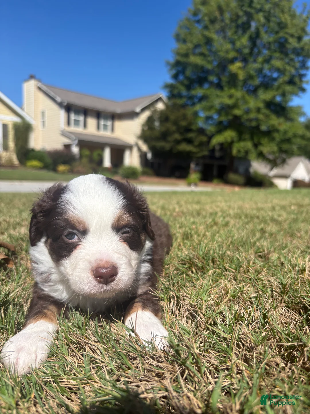 Miniature Australian Shepherd dogs for sale: Miniature Australian Shepherd 2 - Ad 2
