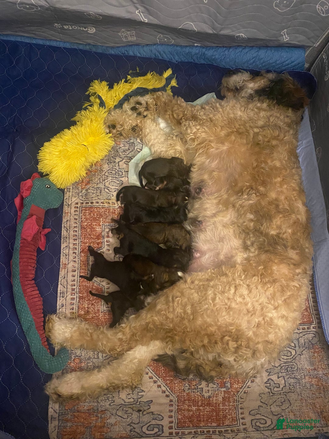 Bernedoodle dogs for sale: Harriet  - Ad 20